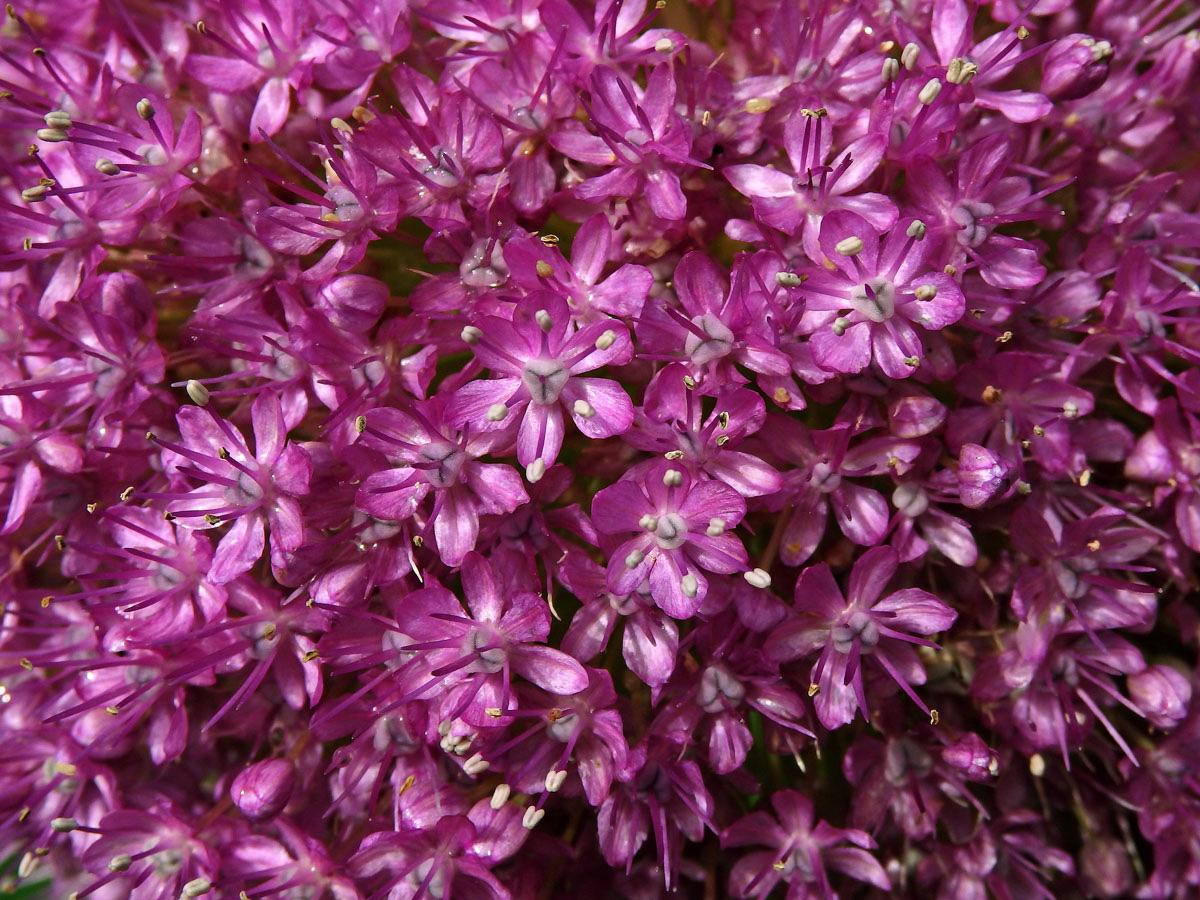 Česnek obrovský (Allium giganteum Regel)