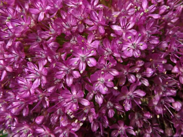 Česnek obrovský (Allium giganteum Regel)