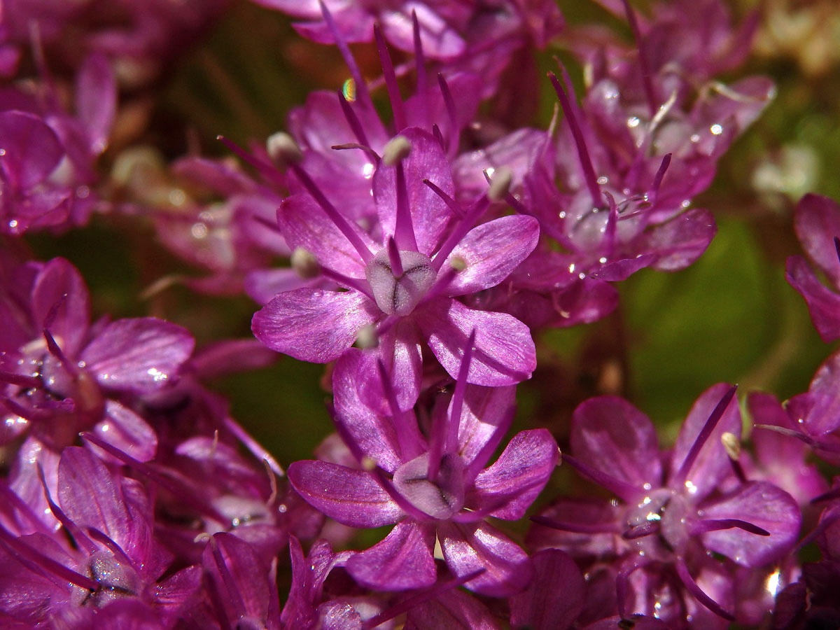 Česnek obrovský (Allium giganteum Regel)