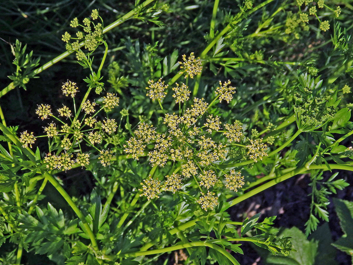 Petržel obecná (Petroselinum crispum (Mill.) A. W. Hill)