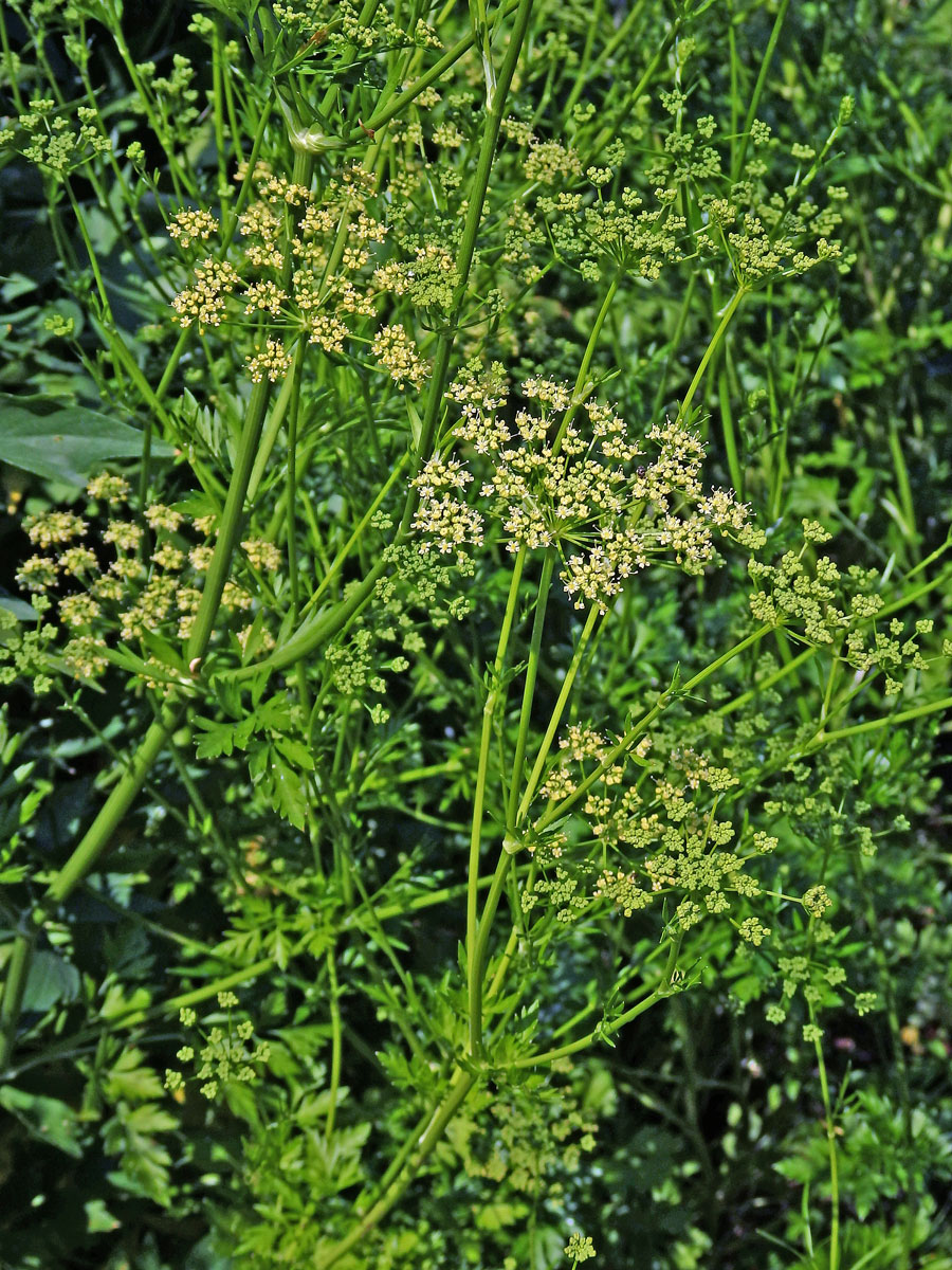 Petržel obecná (Petroselinum crispum (Mill.) A. W. Hill)