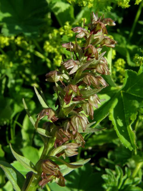 Vemeníček zelený (Coeloglossum viride (L.) Hartman)