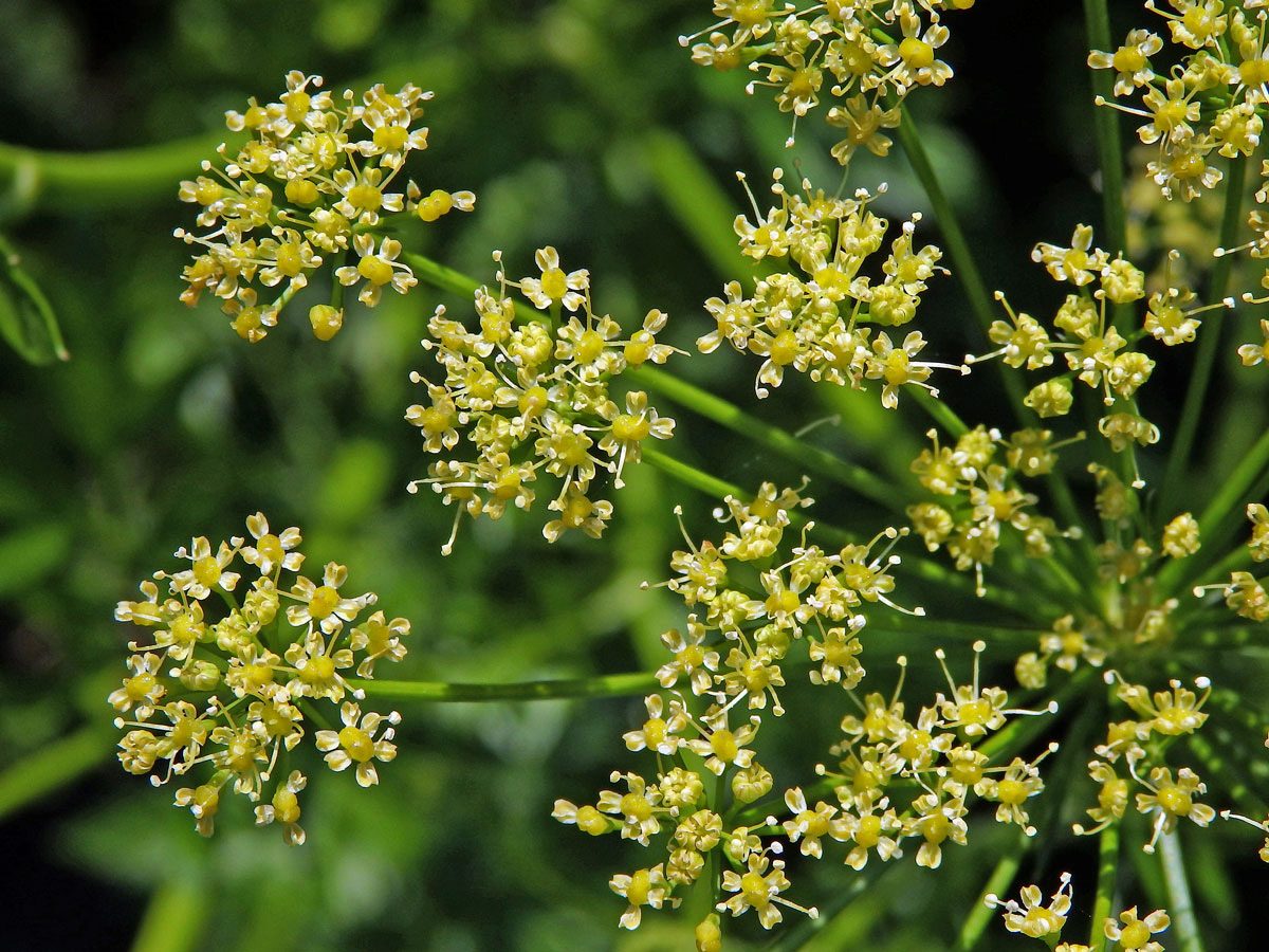 Petržel obecná (Petroselinum crispum (Mill.) A. W. Hill)