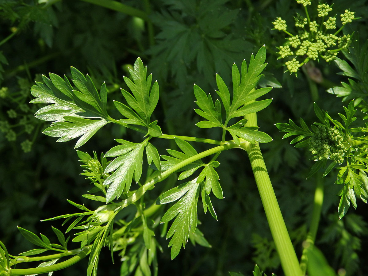 Petržel obecná (Petroselinum crispum (Mill.) A. W. Hill)