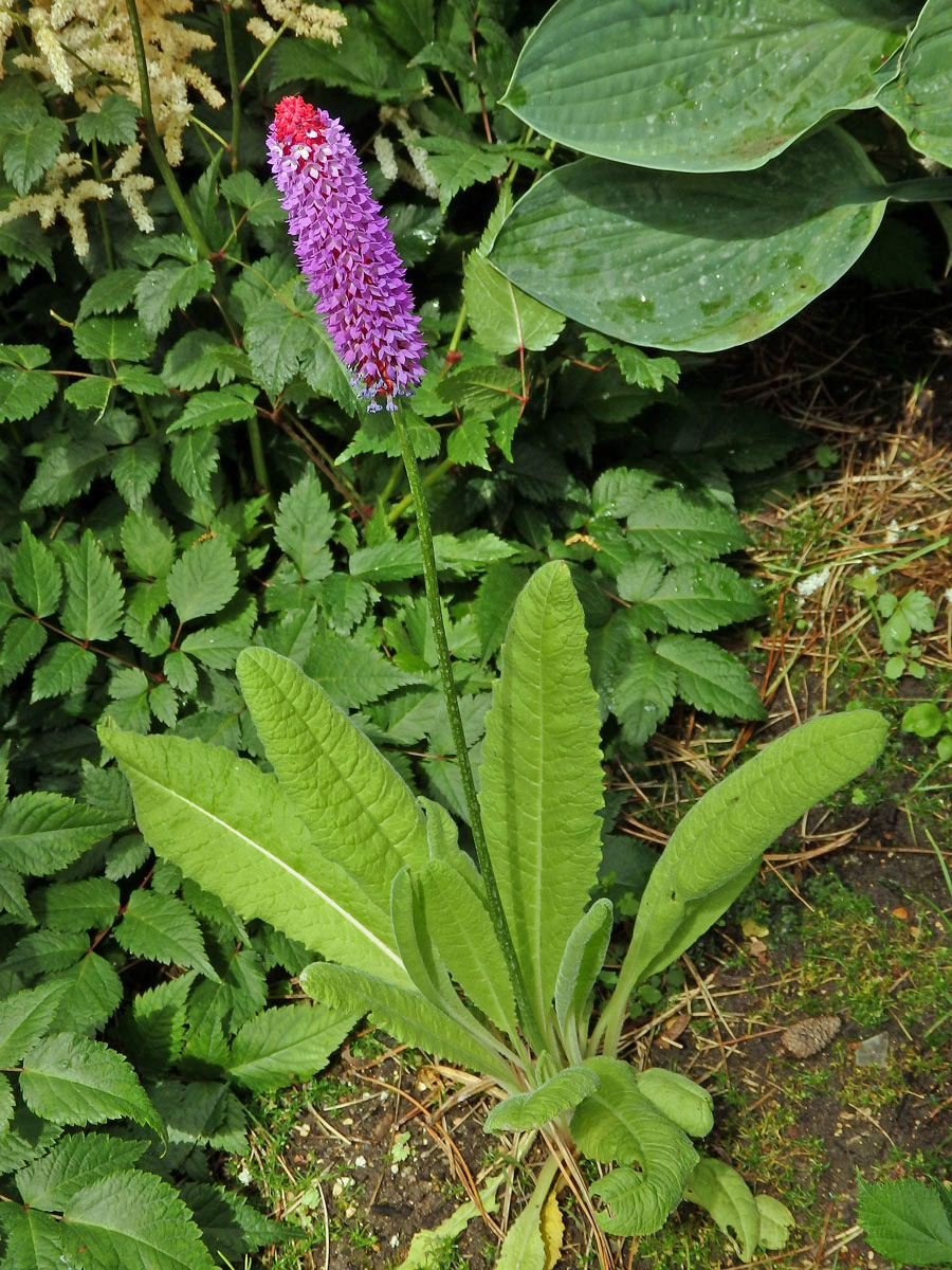 Prvosenka vstavačokvětá (Primula vialii Delavay ex Frenchet)