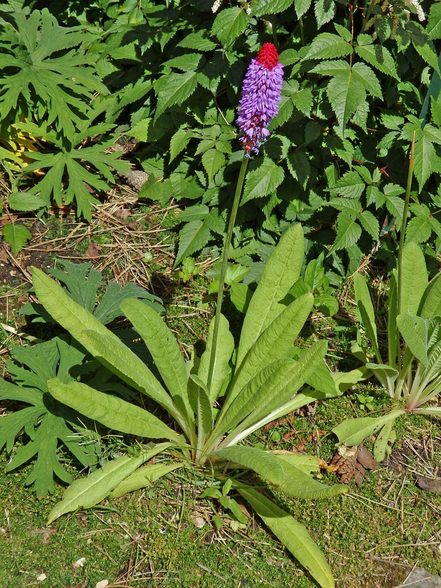 Prvosenka vstavačokvětá (Primula vialii Delavay ex Frenchet)