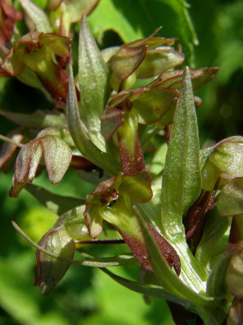 Vemeníček zelený (Coeloglossum viride (L.) Hartman)