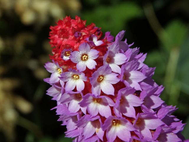 Prvosenka vstavačokvětá (Primula vialii Delavay ex Frenchet)