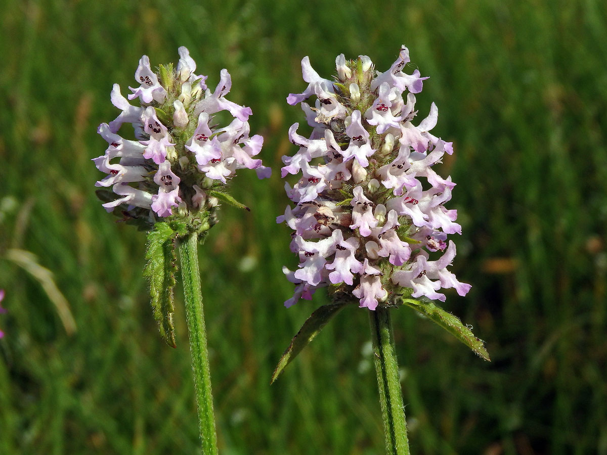 Bukvice lékařská (Betonica officinalis L.) se světlými květy (1a)