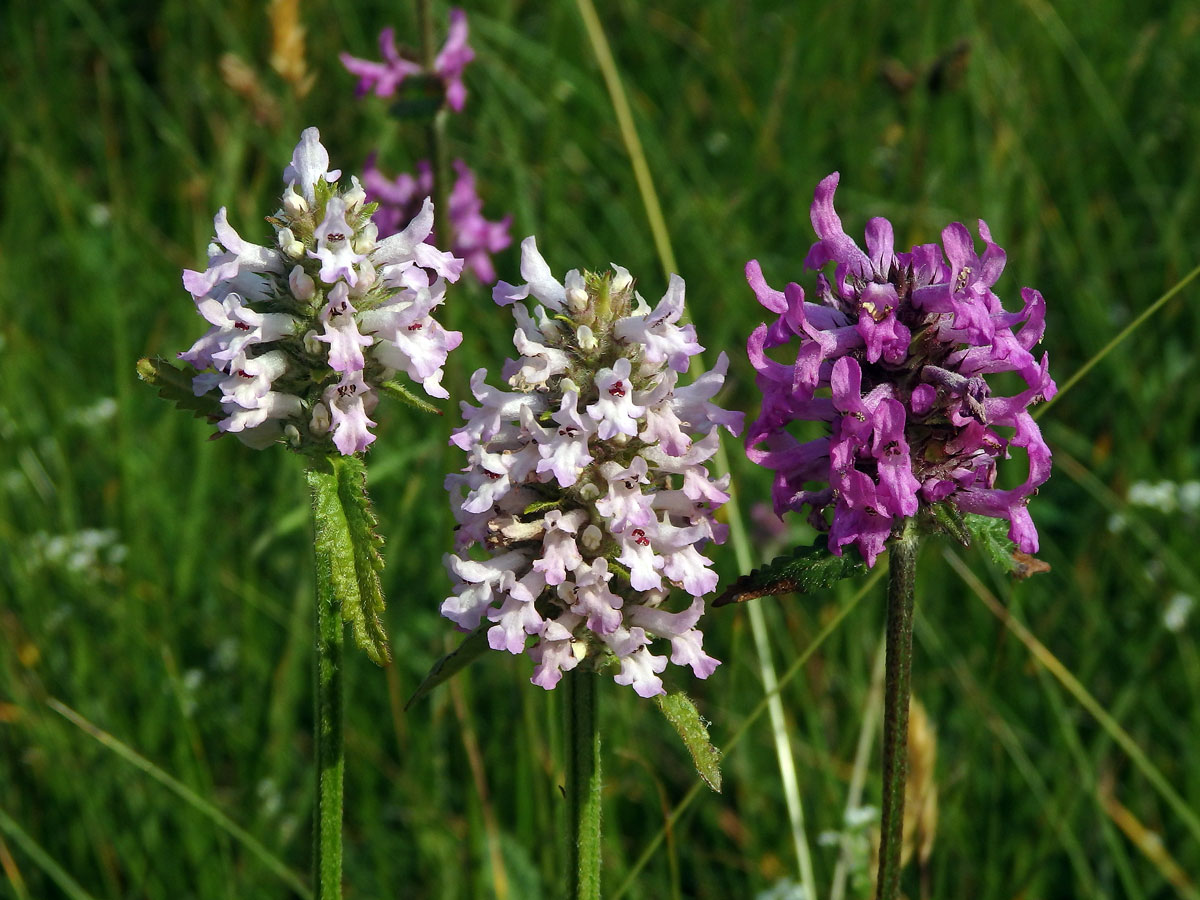 Bukvice lékařská (Betonica officinalis L.) se světlými květy (1b)