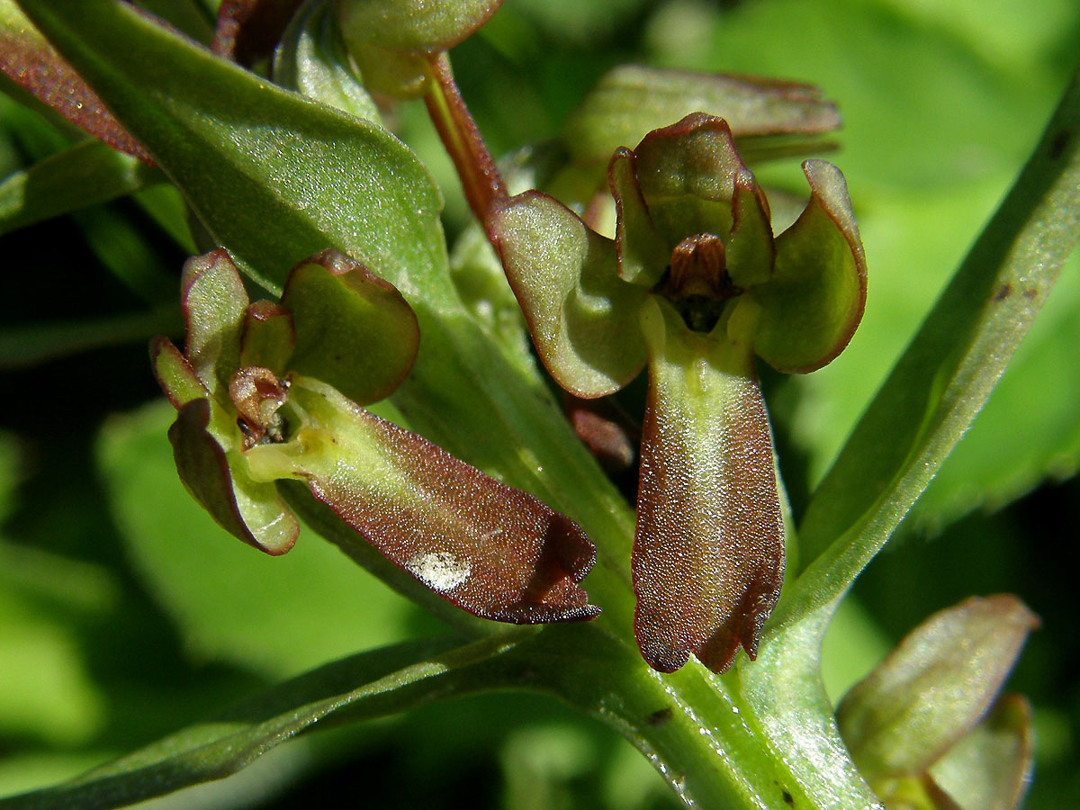 Vemeníček zelený (Coeloglossum viride (L.) Hartman)