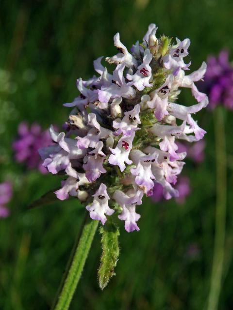 Bukvice lékařská (Betonica officinalis L.) se světlými květy (1c)