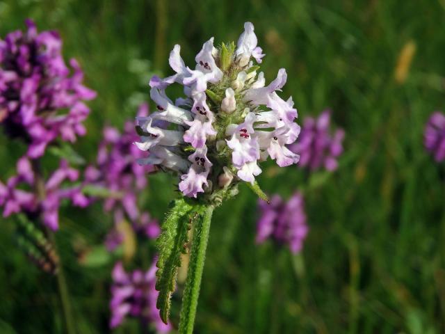 Bukvice lékařská (Betonica officinalis L.) se světlými květy (2a)