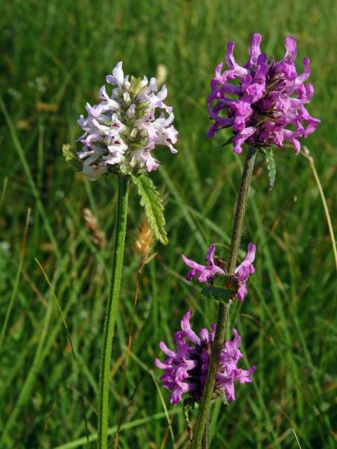 Bukvice lékařská (Betonica officinalis L.) se světlými květy (2b)