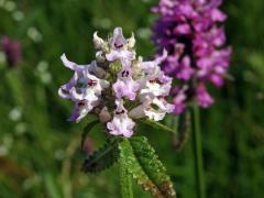 Bukvice lékařská (Betonica officinalis L.) se světlými květy (3)