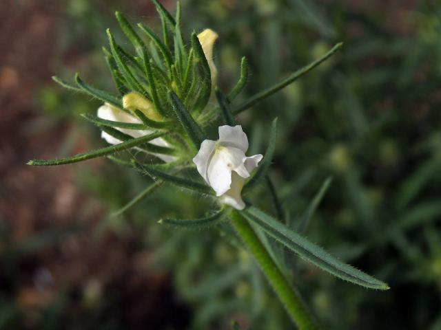 Šklebivec přímý (Misopates orontium (L.) Rafin.) s bílými květy
