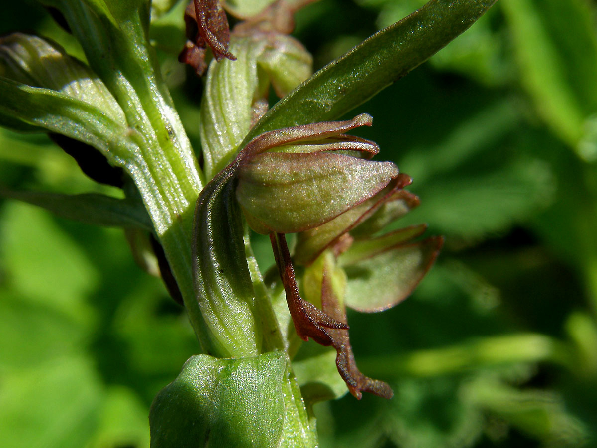 Vemeníček zelený (Coeloglossum viride (L.) Hartman)