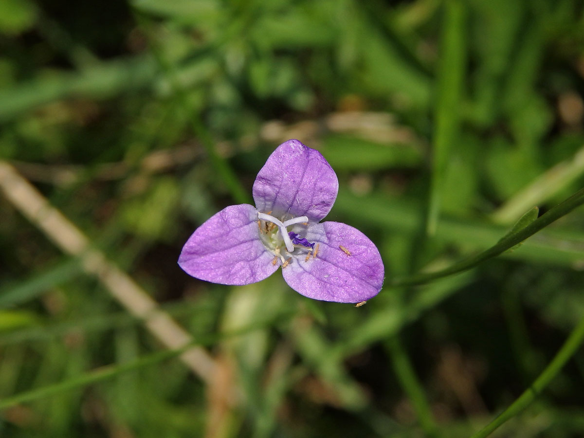 Zvonek rozkladitý (Campanula patula L.) - trojčetný květ (2)