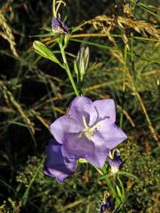 Zvonek broskvolistý (Campanula persicifolia L.), šestičetný květ