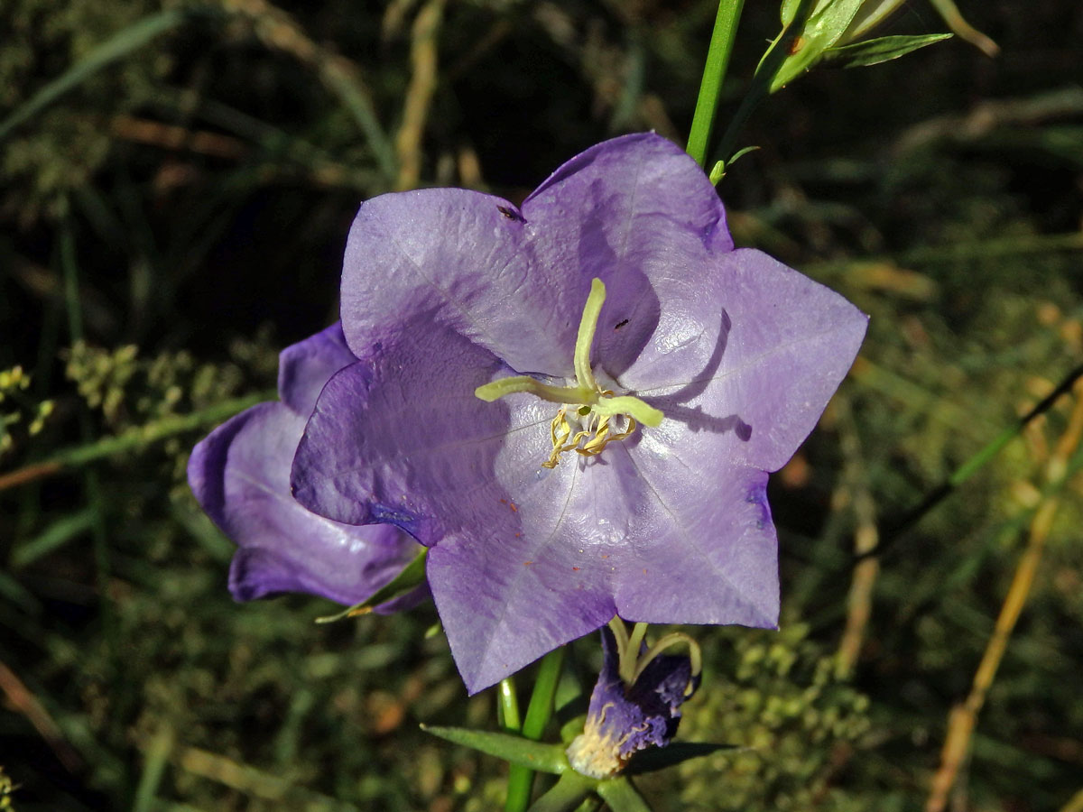 Zvonek broskvolistý (Campanula persicifolia L.), šestičetný květ