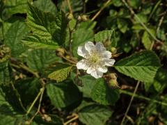 Ostružiník ježiník (Rubus caesius L.) - devítičetný květ (1a)