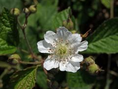 Ostružiník ježiník (Rubus caesius L.) - devítičetný květ (1b)