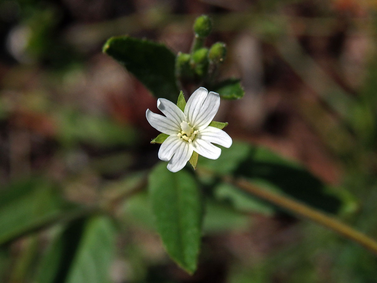 Vrbovka žláznatá (Epilobium ciliatum Raf.) s bílými květy