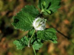 Hálka na rozrazilu rezekvítku (Veronica chamaedrys L.) způsobená bejlomorkou Jaapiella veronicae