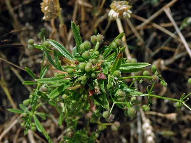 Hálky bejlomorky Dasineura aparines, svízel přítula (Galium aparine  L.)