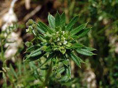 Hálky bejlomorky Dasineura aparines, svízel přítula (Galium aparine  L.)