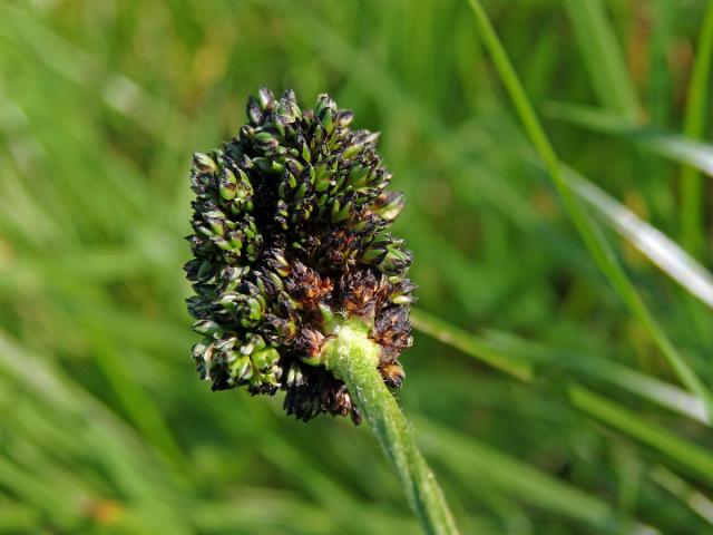 Hálky na jitroceli kopinatém (Plantago lanceolata L.), původce neznámý