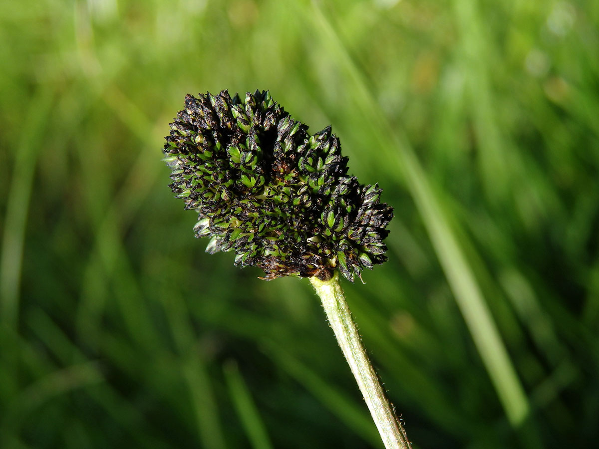 Hálky na jitroceli kopinatém (Plantago lanceolata L.), původce neznámý