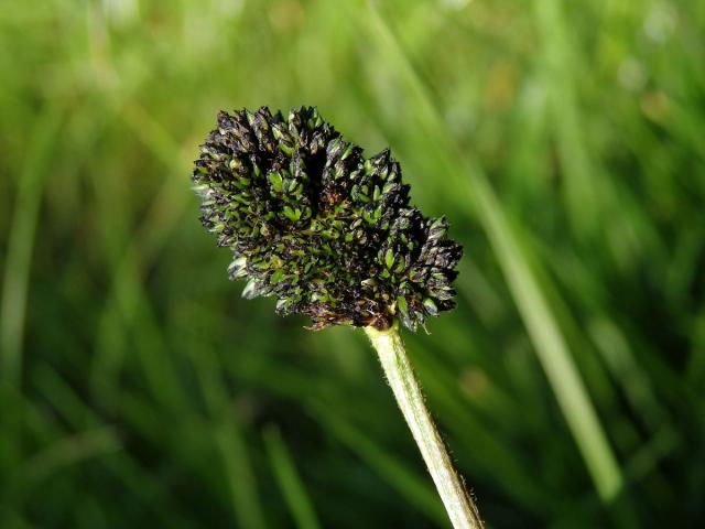 Hálky na jitroceli kopinatém (Plantago lanceolata L.), původce neznámý