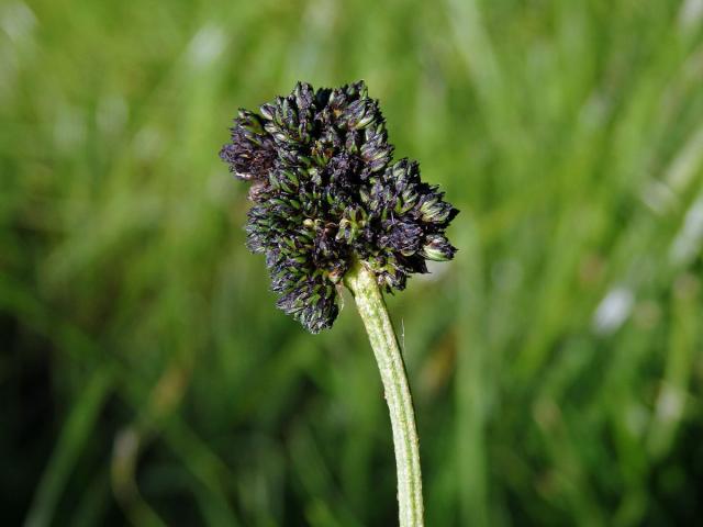 Hálky na jitroceli kopinatém (Plantago lanceolata L.), původce neznámý