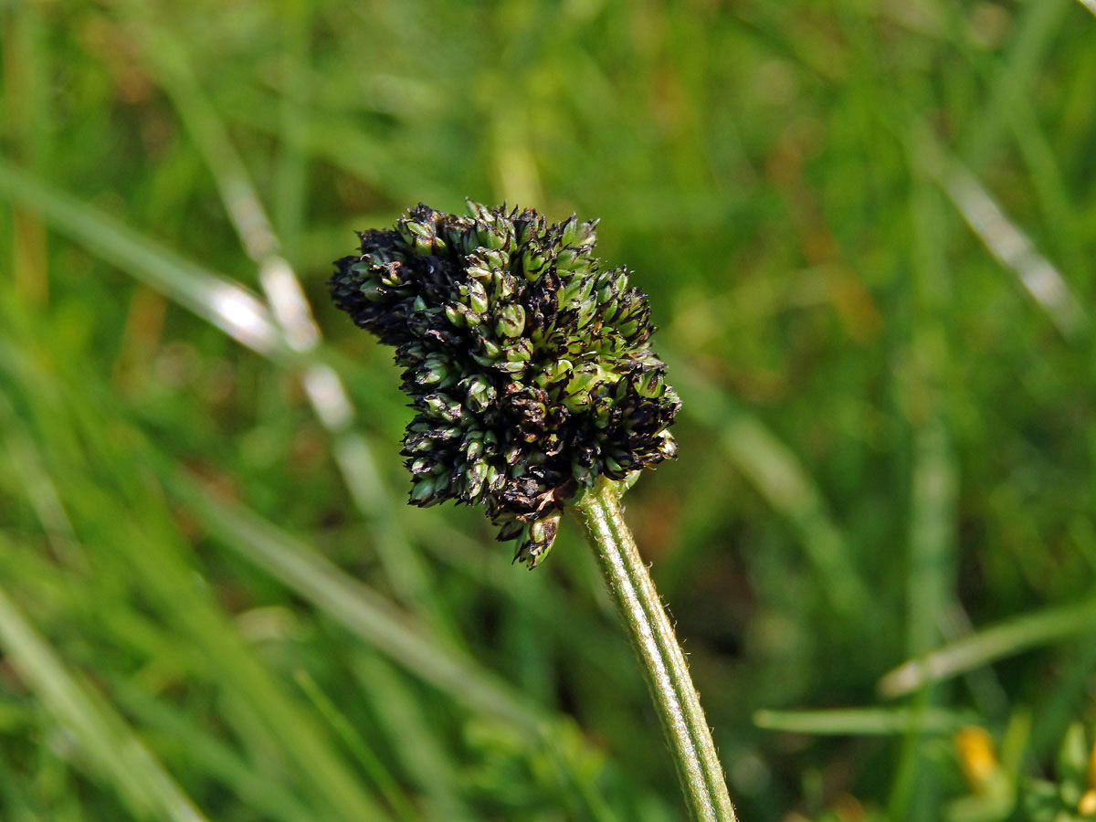 Hálky na jitroceli kopinatém (Plantago lanceolata L.), původce neznámý