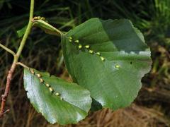 Hálky vlnovníka (Eriophyes inangulis) na olši lepkavé (Alnus glutinosa)