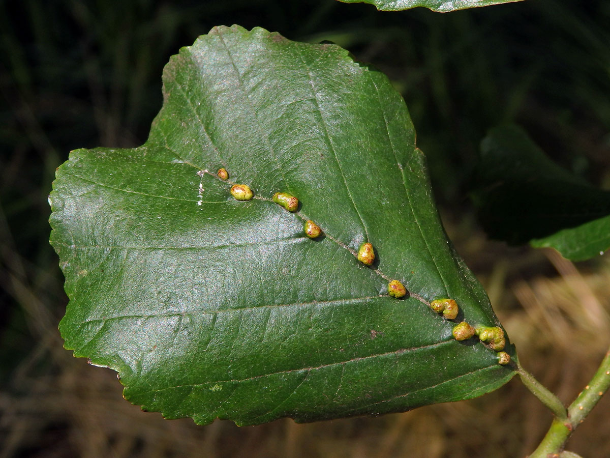 Hálky vlnovníka (Eriophyes inangulis) na olši lepkavé (Alnus glutinosa)