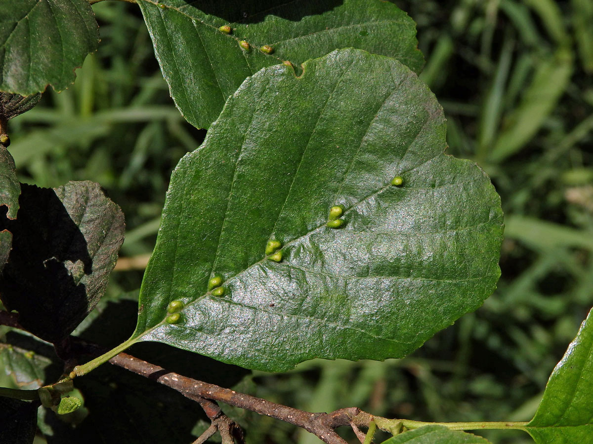 Hálky vlnovníka (Eriophyes inangulis) na olši lepkavé (Alnus glutinosa)