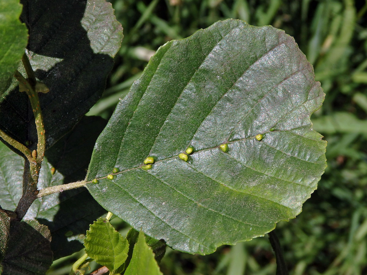 Hálky vlnovníka (Eriophyes inangulis) na olši lepkavé (Alnus glutinosa)