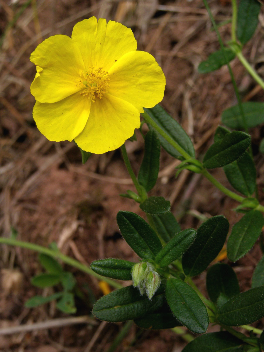 Devaterník velkokvětý (Helianthemum grandiflorum (Scop.) DC.)