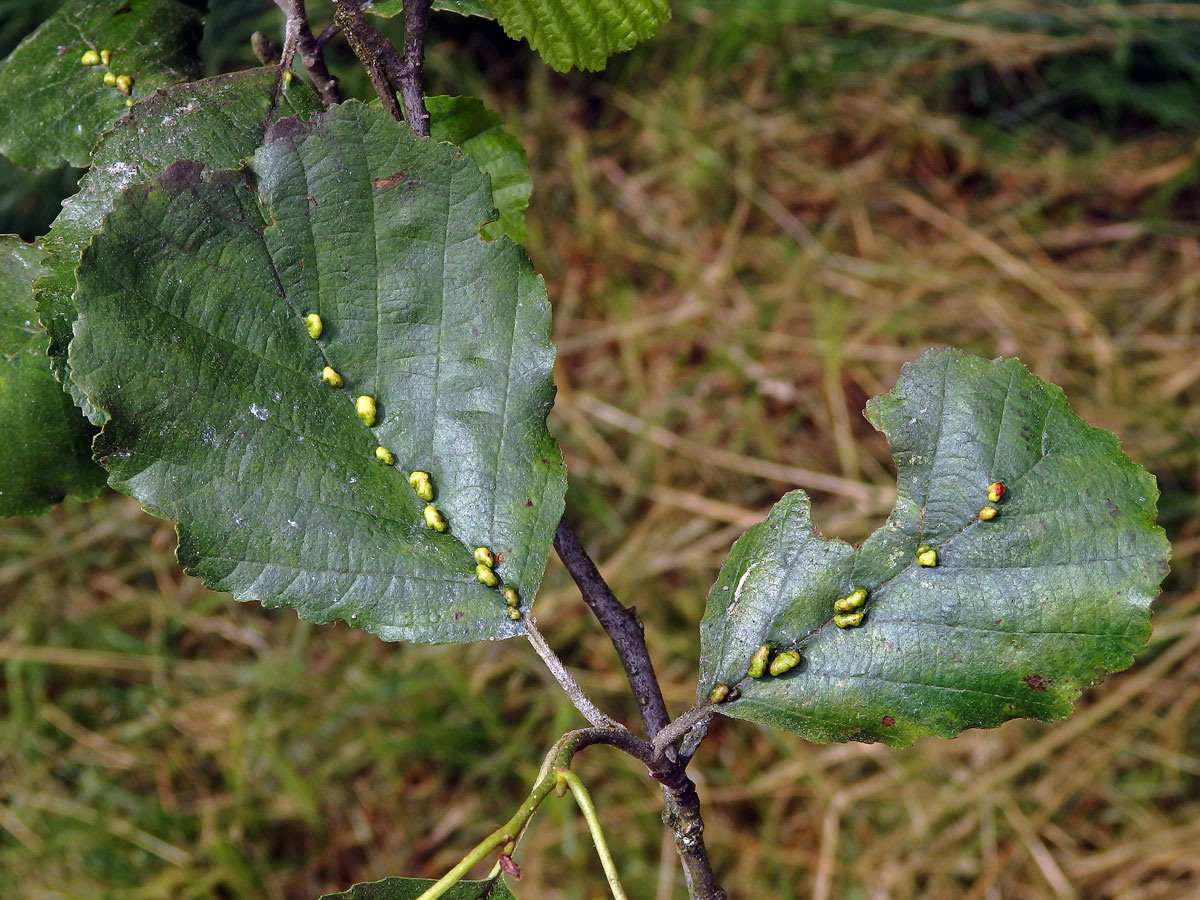 Hálky vlnovníka (Eriophyes inangulis) na olši lepkavé (Alnus glutinosa)