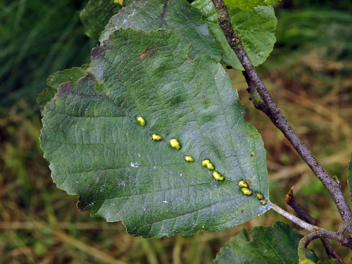 Hálky vlnovníka (Eriophyes inangulis) na olši lepkavé (Alnus glutinosa)