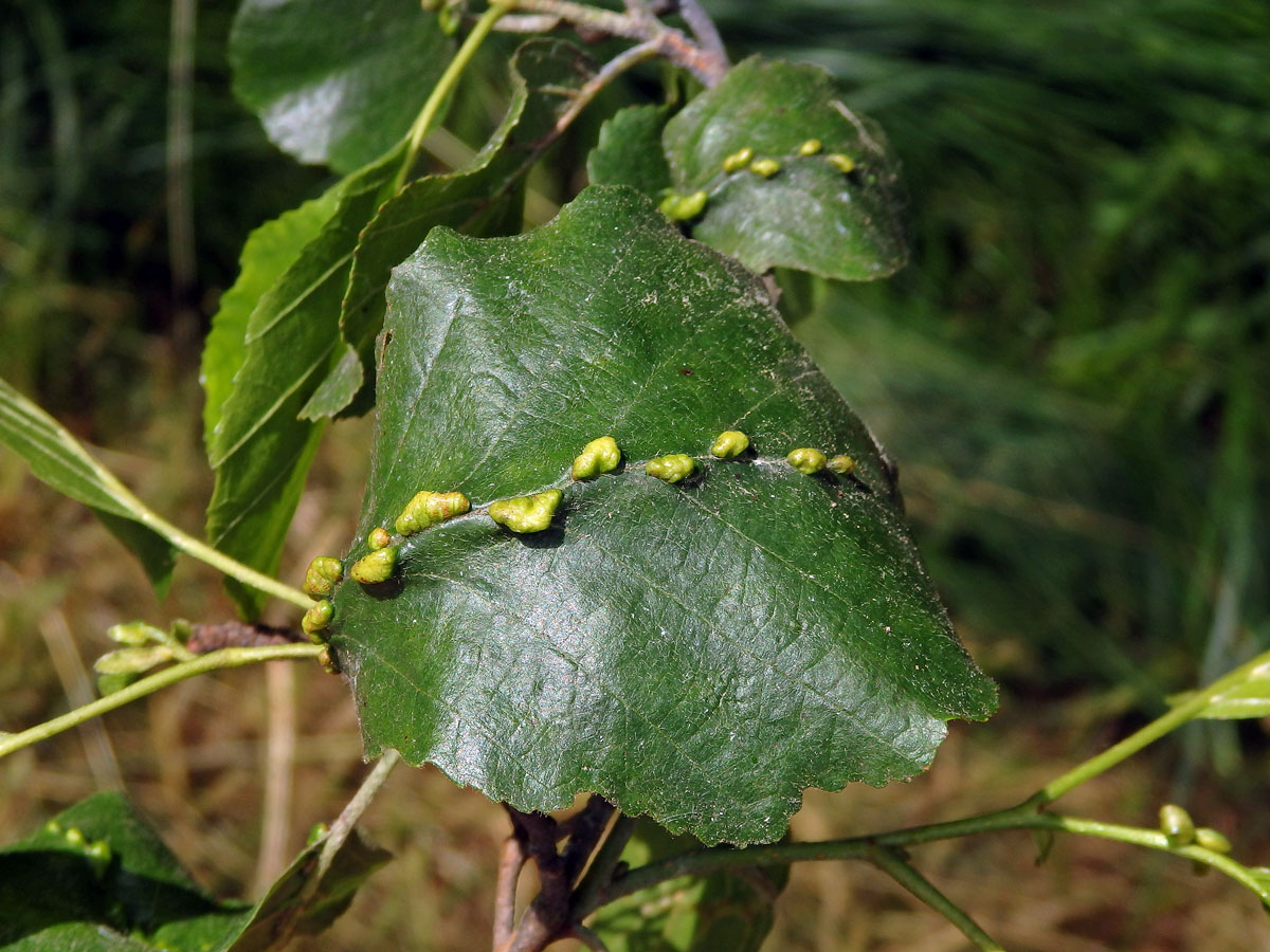 Hálky vlnovníka (Eriophyes inangulis) na olši lepkavé (Alnus glutinosa)