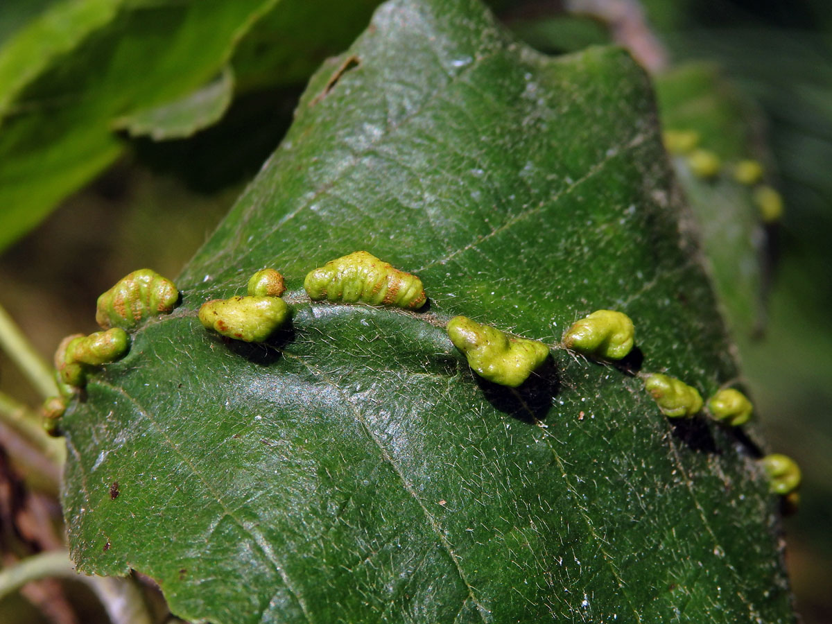 Hálky vlnovníka (Eriophyes inangulis) na olši lepkavé (Alnus glutinosa)