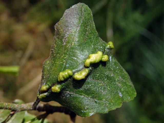 Hálky vlnovníka (Eriophyes inangulis) na olši lepkavé (Alnus glutinosa)