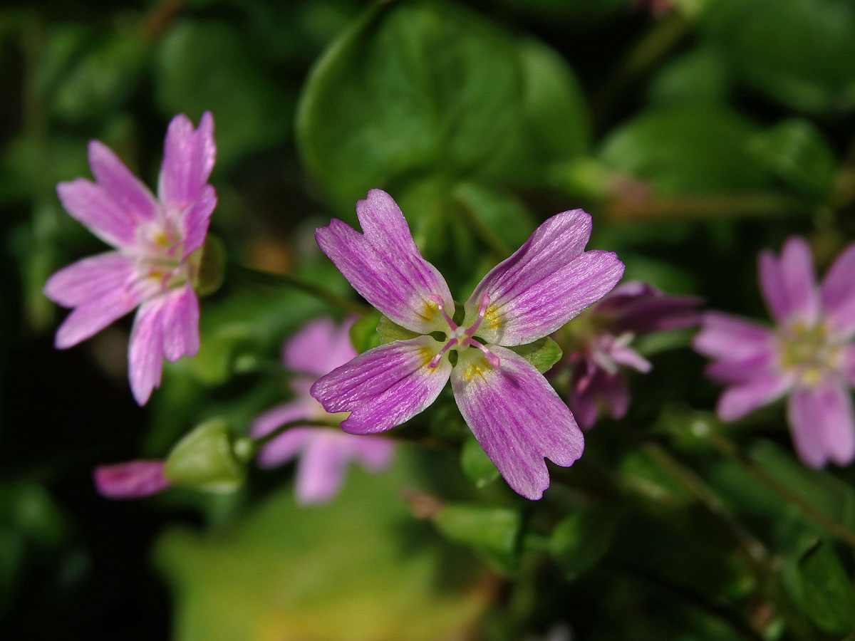 Batolka ptačincolistá (Claytonia sibirica l.), čtyřčetný květ