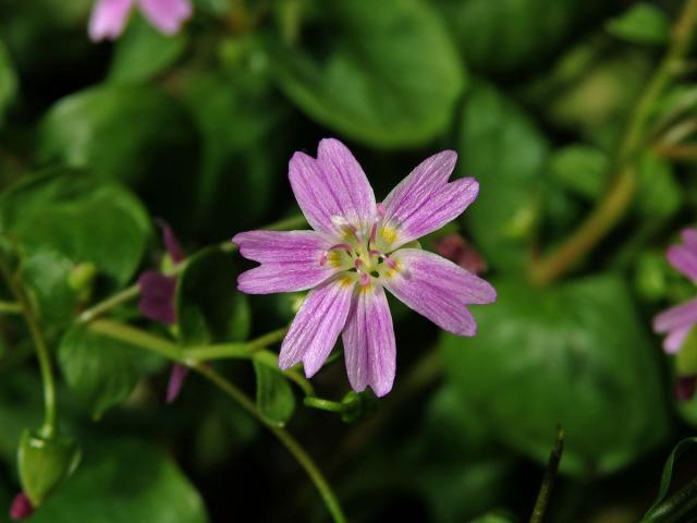 Batolka ptačincolistá (Claytonia sibirica l.), šestičetný květ