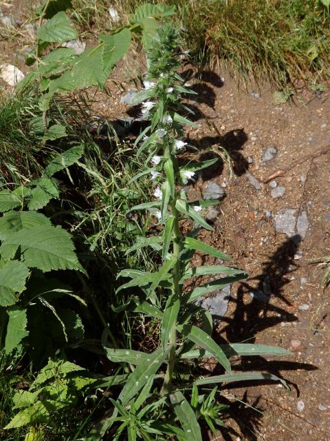 Hadinec obecný (Echium vulgare L.) - květy bez barviva (2a)