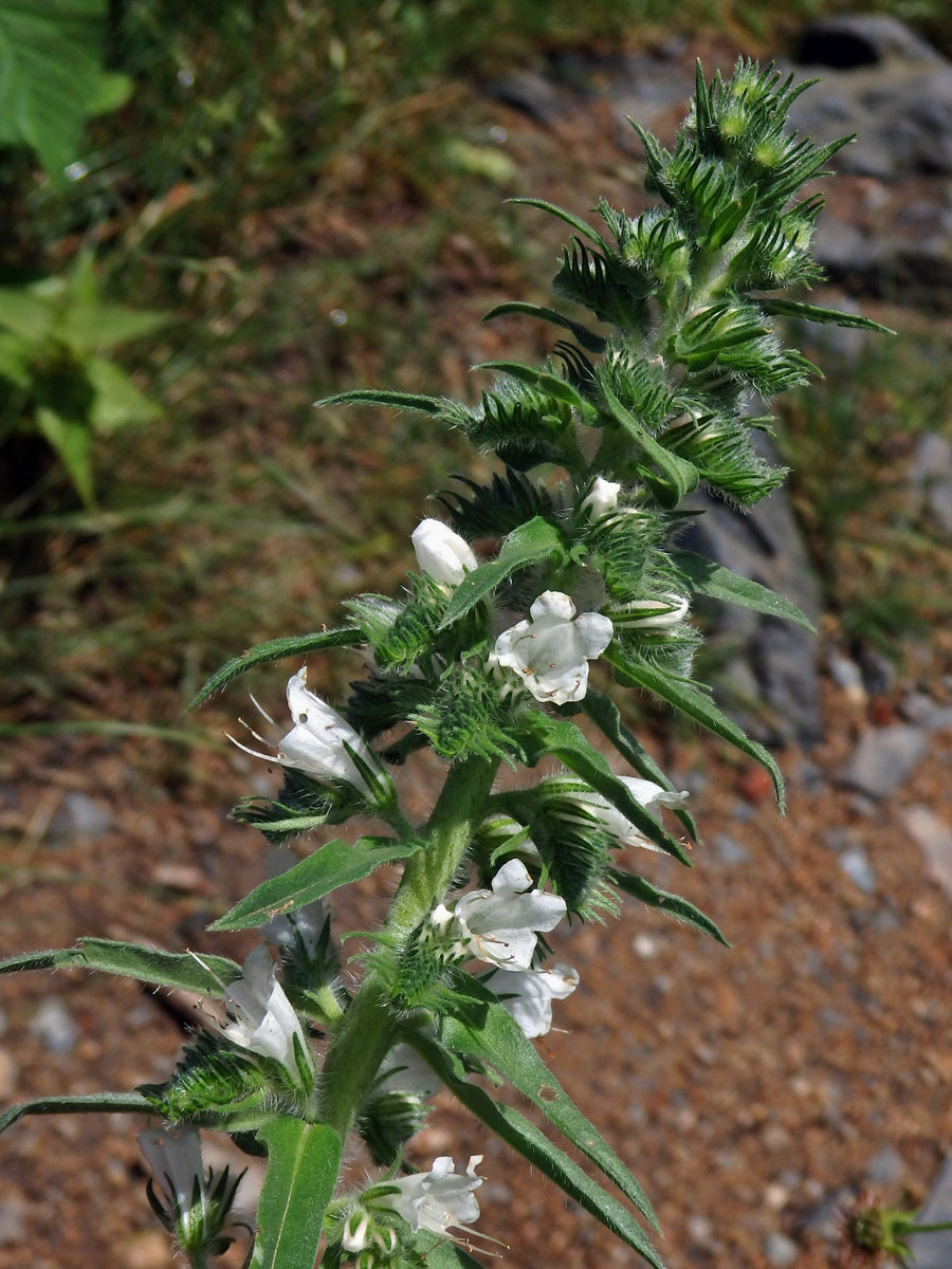 Hadinec obecný (Echium vulgare L.) - květy bez barviva (2b)