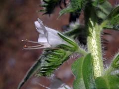 Hadinec obecný (Echium vulgare L.) - květy bez barviva (2c)